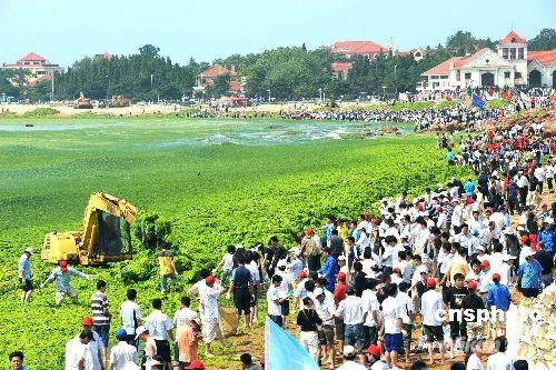 青島近海海域出現(xiàn)大量綠藻