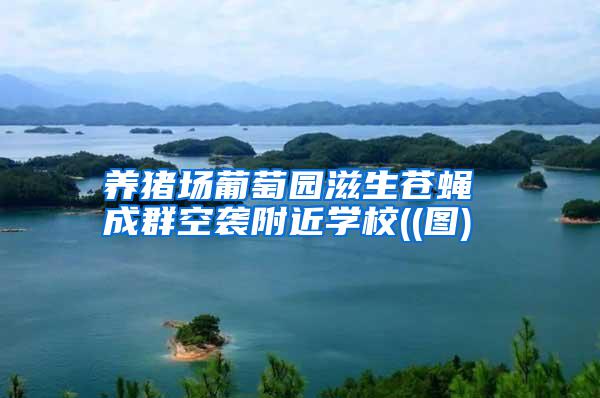 養(yǎng)豬場(chǎng)葡萄園滋生蒼蠅 成群空襲附近學(xué)校((圖)