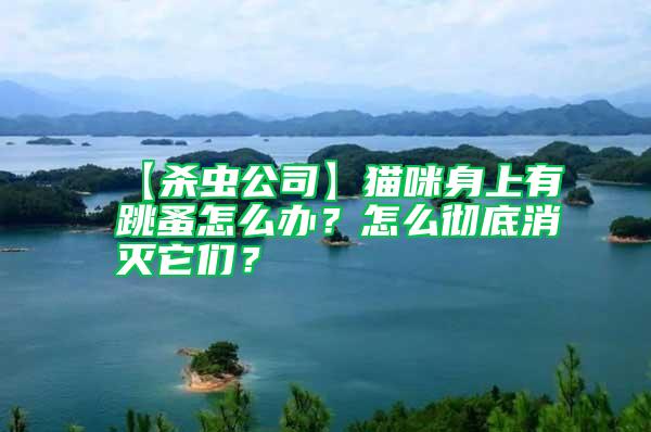 【殺蟲(chóng)公司】貓咪身上有跳蚤怎么辦?怎么徹底消滅它們?