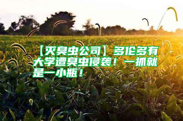 【滅臭蟲公司】多倫多有大學遭臭蟲侵襲！一抓就是一小瓶！