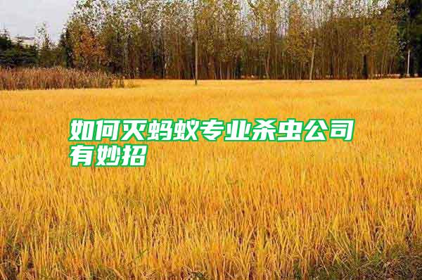 如何滅螞蟻專業殺蟲公司有妙招