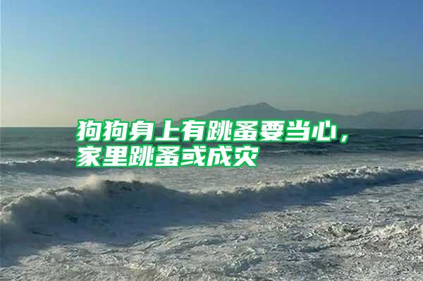 狗狗身上有跳蚤要當(dāng)心,家里跳蚤或成災(zāi)