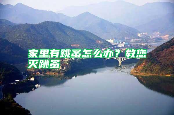 家里有跳蚤怎么辦？教您滅跳蚤