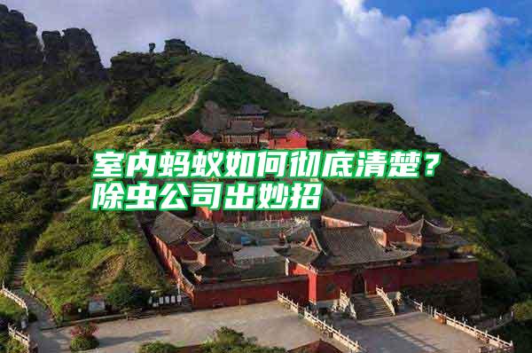 室內螞蟻如何徹底清楚?除蟲公司出妙招