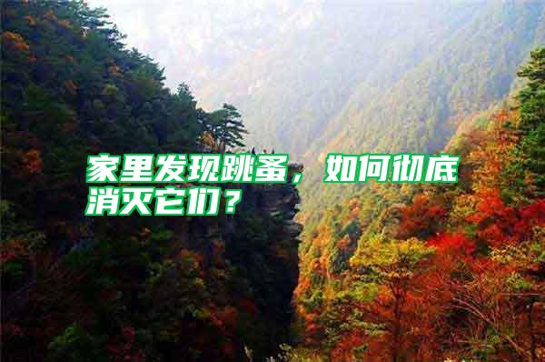 家里發(fā)現(xiàn)跳蚤，如何徹底消滅它們？