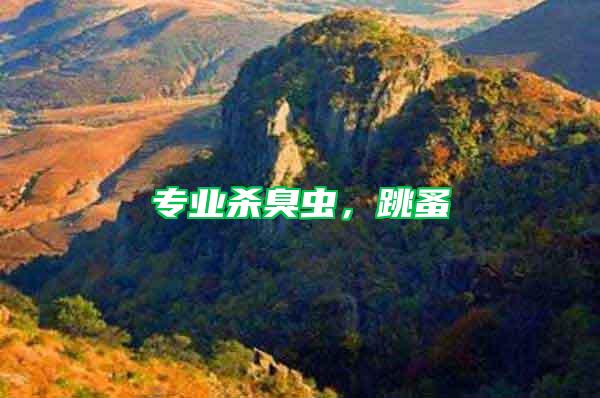 專業殺臭蟲,跳蚤