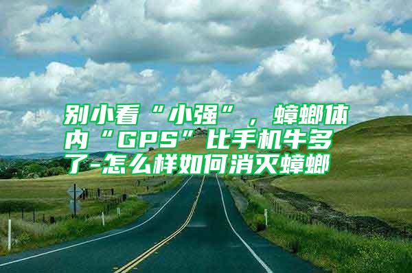 別小看“小強(qiáng)”,蟑螂體內(nèi)“GPS”比手機(jī)牛多了-怎么樣如何消滅蟑螂