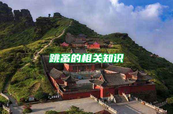 跳蚤的相關(guān)知識(shí)