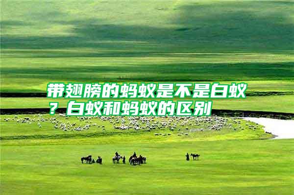 帶翅膀的螞蟻是不是白蟻？白蟻和螞蟻的區別