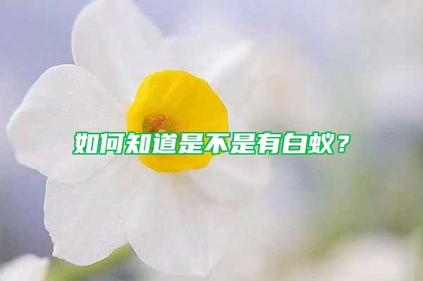 如何知道是不是有白蟻?