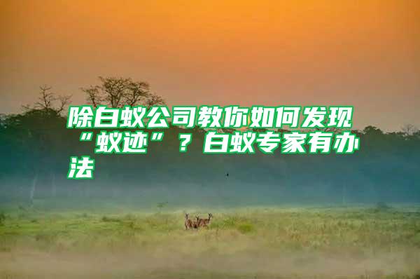 除白蟻公司教你如何發現“蟻跡”？白蟻專家有辦法