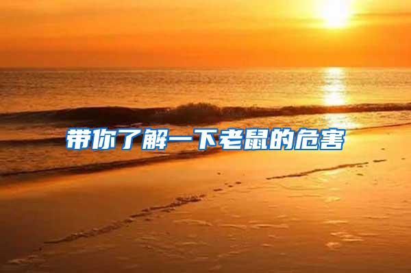 帶你了解一下老鼠的危害