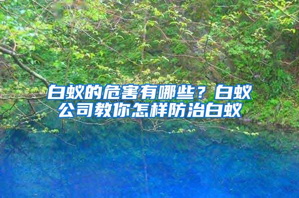 白蟻的危害有哪些?白蟻公司教你怎樣防治白蟻