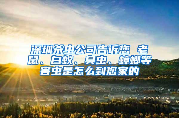 深圳殺蟲公司告訴您 老鼠、白蟻、臭蟲、蟑螂等害蟲是怎么到您家的