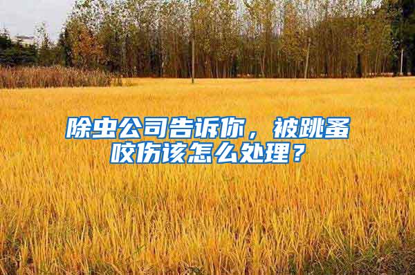 除蟲公司告訴你,被跳蚤咬傷該怎么處理?