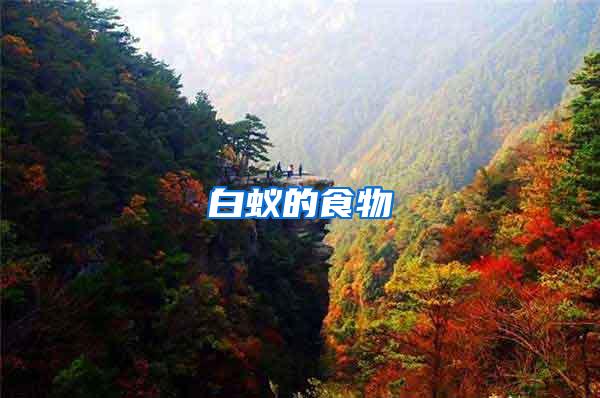 白蟻的食物