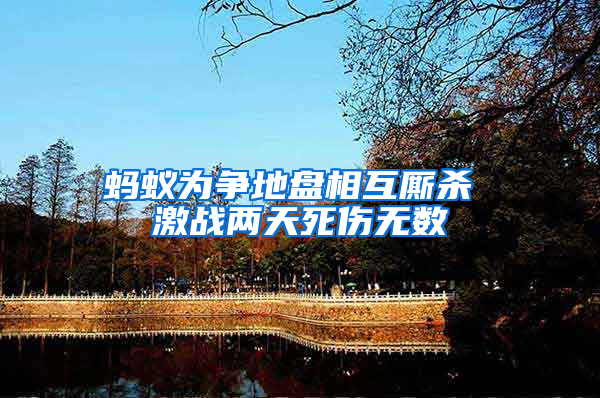 螞蟻為爭地盤相互廝殺 激戰(zhàn)兩天死傷無數(shù)