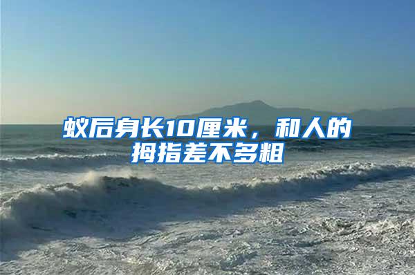 蟻后身長10厘米,和人的拇指差不多粗