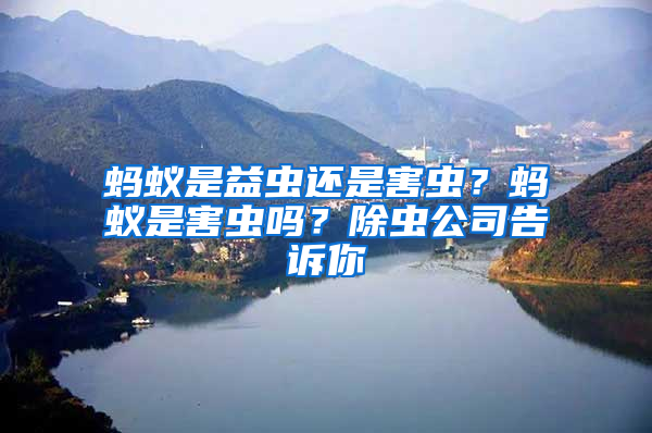 螞蟻是益蟲還是害蟲?螞蟻是害蟲嗎?除蟲公司告訴你