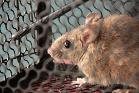 滅鼠公司為你營造最專業(yè)的滅鼠環(huán)境