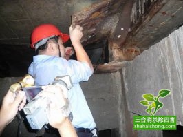 白蟻出飛進入高峰期 家用殺蟲劑消殺效果欠佳