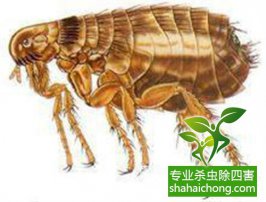 【消殺公司】四害是哪四害？教你怎么更好除四害