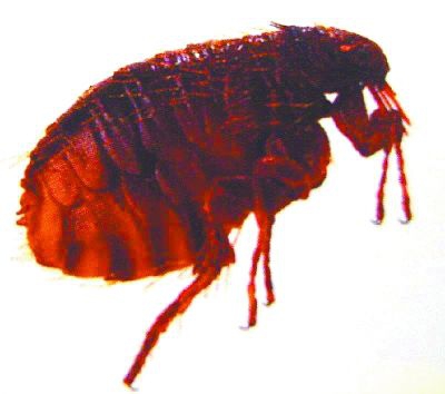 除四害公司：四害主要危害有哪些？