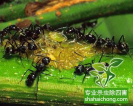 如何消滅螞蟻?4個天然滅螞蟻的方法助您除滅家中螞蟻