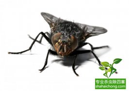 蒼蠅亂飛遭查封，食品加工行業該如何滅蠅？