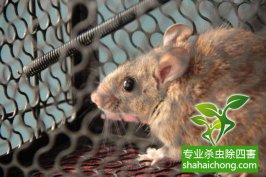 超市有老鼠，滅鼠公司來(lái)解決