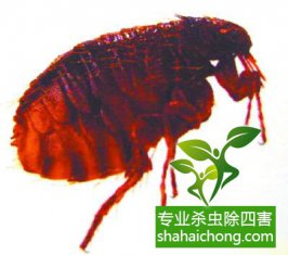 新房裝修一點(diǎn)要防治跳蚤