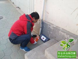 滅鼠公司滅鼠真的專業(yè),不信你來(lái)試試