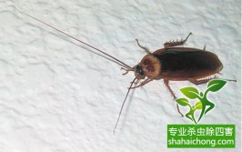 蟑螂這么強(qiáng)，怎樣才能徹底消滅蟑螂？