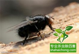 家里發現書虱怎么辦?如何消滅書虱