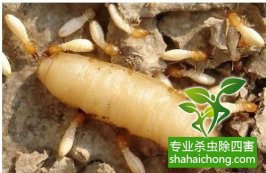 深圳白蟻防治公司 家中發現白蟻,別輕舉妄動