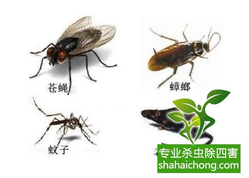 除蟑螂滅蟑螂的方法 如何消滅蟑螂,怎么樣滅除蟑螂