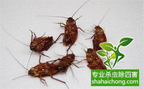 家里有蟑螂怎么辦,蟑螂怎么消滅 殺蟑螂公司怎么樣滅蟑螂