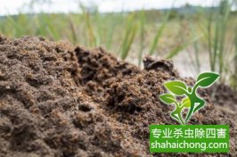 深圳白蟻防治：預防為主、防治結合、綜合治理