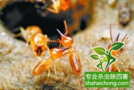 深圳白蟻防治公司：白蟻吃什么，白蟻的食物