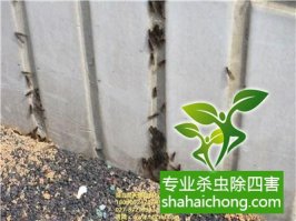 深圳白蟻防治公司介紹滅白蟻方法