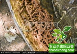 深圳白蟻防治公司：如何確定房子遭白蟻危害