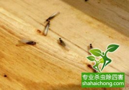 深圳白蟻防治公司教你如何發(fā)現(xiàn)白蟻危害