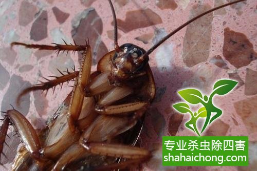 除蟑螂滅蟑螂的方法 如何消滅蟑螂,怎么樣滅除蟑螂