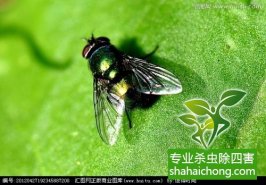 除四害公司教你如何正確的去對(duì)待四害