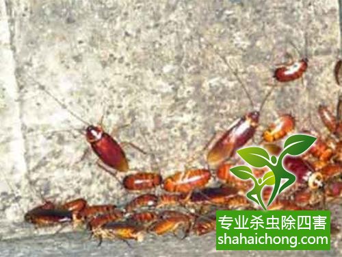 家里有蟑螂怎么辦,蟑螂怎么消滅 殺蟑螂公司怎么樣滅蟑螂