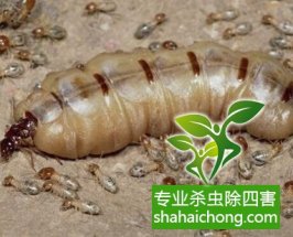 深圳白蟻防治白蟻來襲，房門咬出個大窟窿