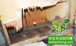 深圳白蟻防治公司防治白蟻的主要方法有哪些