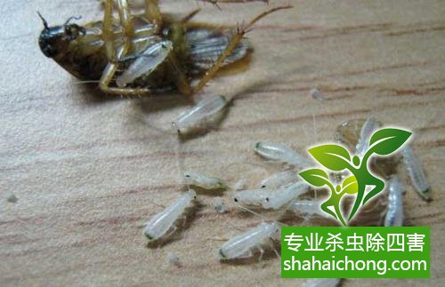 除蟑螂滅蟑螂的方法 如何消滅蟑螂,怎么樣滅除蟑螂