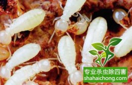 深圳白蟻防治白蟻生生把小區(qū)里一棵大樹給吃空了 應(yīng)及時(shí)聯(lián)系防治