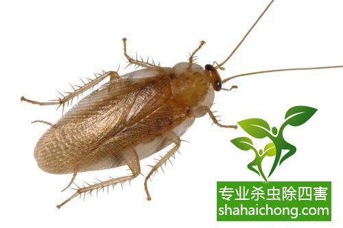 殺蟑螂公司怎么樣滅蟑螂